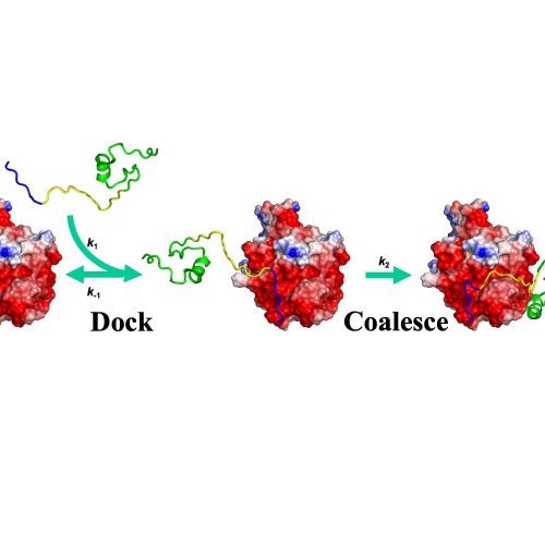 WASP-Cdc42 binding