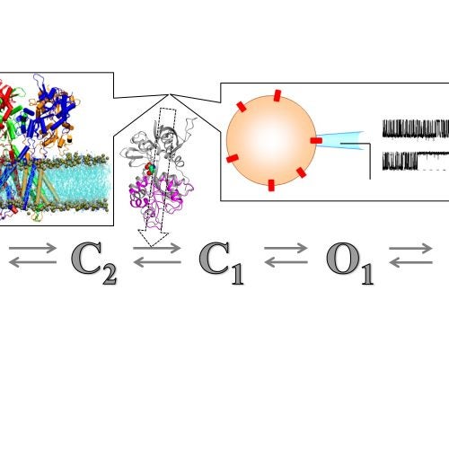 Computation meets electrophysiology