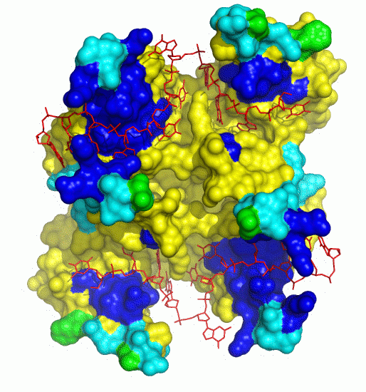 Protein based DISPLAR 